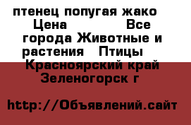 птенец попугая жако  › Цена ­ 60 000 - Все города Животные и растения » Птицы   . Красноярский край,Зеленогорск г.